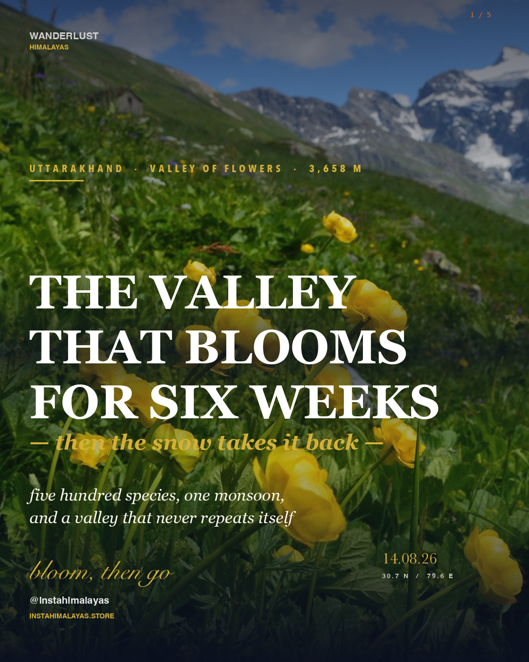 The Valley of Flowers: The Himalayas' Six-Week Extravagance